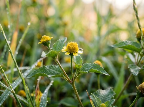 Macro shot of yellow acmella flower with fresh water droplet in green grass background. Ai generated