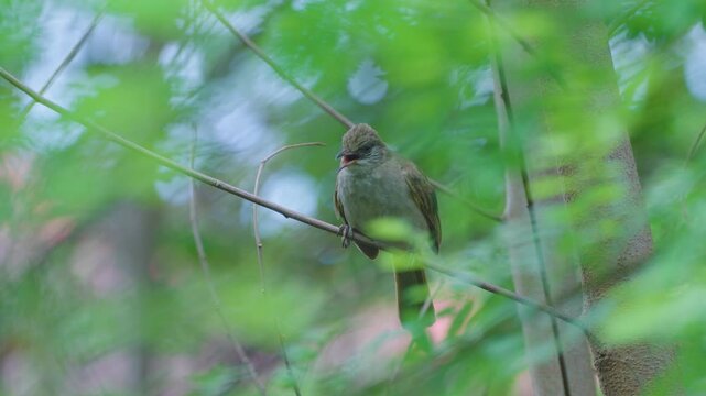 4k documentary footage of a streak eared bulbul pycnonotus blanfordi bird in nature and animal wildlife