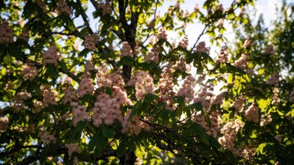 Fototapeta premium Pink chestnut blossoms glowing against backlit spring canopy