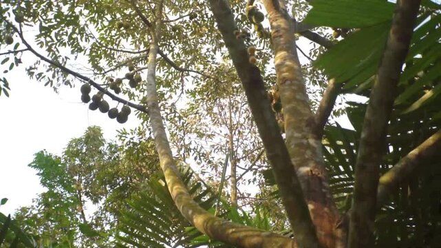 Fruitful Durian Tree Growing in Lush Agricultural Orchard