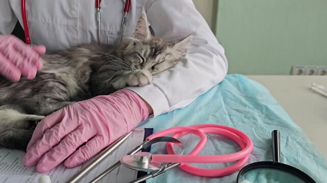 Cat receiving care at veterinary clinic with a veterinarian and medical tools during check-up