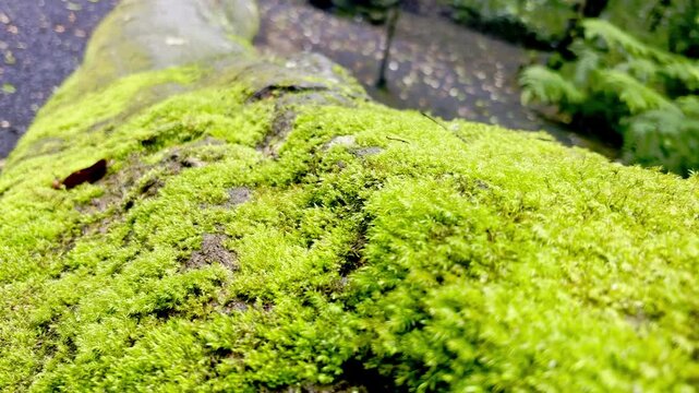 Bright green moss texture on forest rock