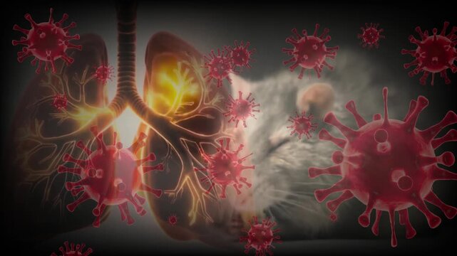 Hantavirus Pulmonary Syndrome Outbreak Concept. Microscopic Virus Attacking Lungs in Rodent Host Concept.