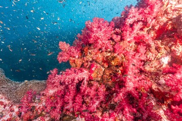Colorful pink soft corals on a tropical underwater reef in the Richelieu Rock with marine life and scuba diving scenery. © OCTOLENS