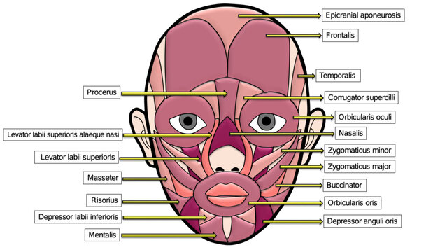 Human Facial Muscles Anatomy Illustration, Labeled Vector