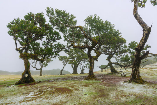 Fanal Wald (auch Feenwald); Madeira; Portugal
