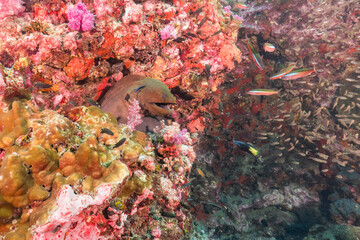 moray eel on a tropical coral reef underwater. © OCTOLENS