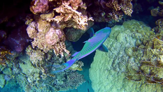 A parrotfish swims among the reefs