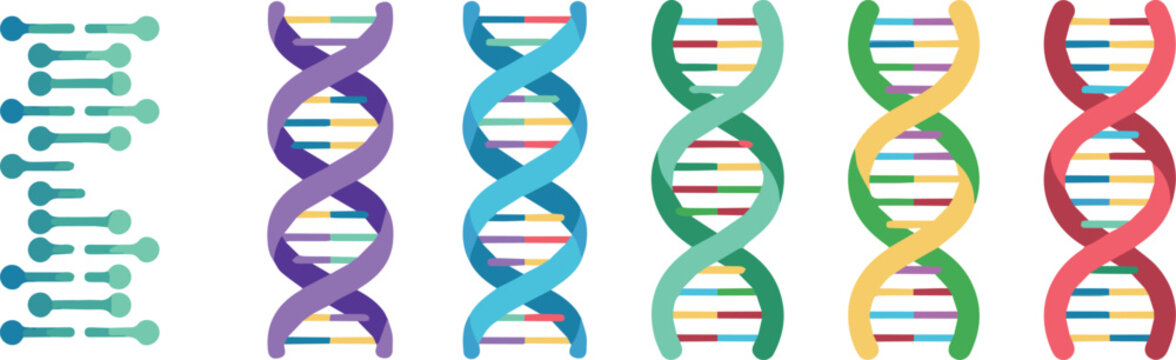 Educational chart of DNA structure and helix stages