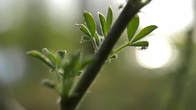 Super macro shot of green grass with insects. Summer natural shot of grass with bokeh.