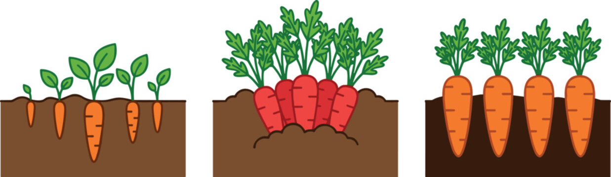 Carrot growth stages and harvesting vector illustration icon set underground soil isolated on clean white backgroundCarrot growth stages and harvesting vector illustration icon set underground soil is