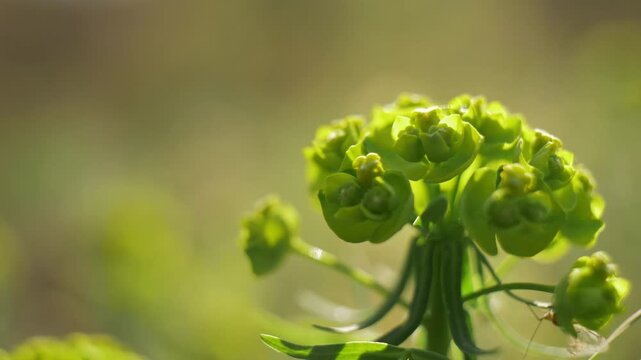Super macro shot of green flower on grass with insects. Summer natural shot of grass with bokeh.