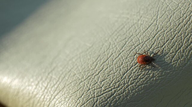 One hard tick crawls on green textile background. Dermacentor. Dangerous tick crawls on leather jacket. Vector of the disease encephalitis. macro close up.