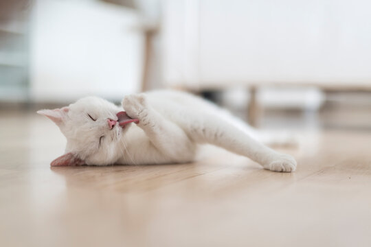 White cat lying on floor of the living room licking paw