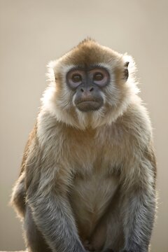 Titi monkey with fluffy fur sitting in soft morning light