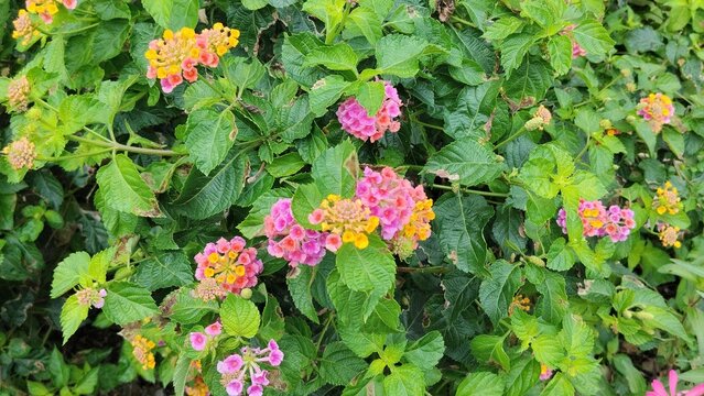 The plant features small, tubular flowers growing in dense, rounded clusters (umbels). These clusters showcase a beautiful color transition, containing shades of bright pink, soft magenta, pastel oran