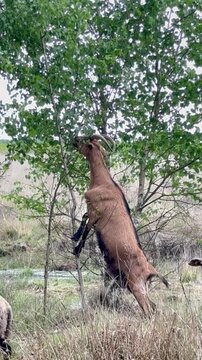 Large Goat Standing on Hind Legs Eating Birch Leaves in Moor Landscape - Large white goat standing on its hind legs feeding on fresh birch leaves in a natural moor landscape. Traditional grazing anima