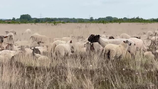 Heidschnucken Sheep Goats and Lambs in Natural Moor Landscape Germany - Large flock of Heidschnucken sheep, goats and lambs resting and grazing in a wide natural moor landscape in northern Germany. 