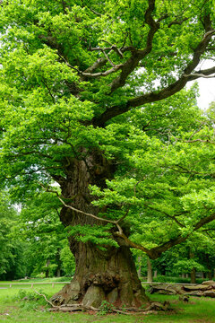 Germany, Ivenack, Ivenacker Eichen, very old pedunculate Oak