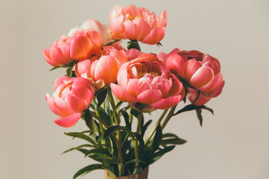 Close up of peonies