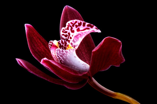 Orchid, Cymbidium, in front of black background
