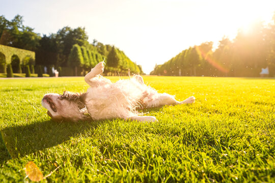 Dog, Canis lupus familiaris, rolling around on a meadow