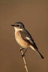 Obraz premium European pied flycatcher perched on a thin branch in golden light
