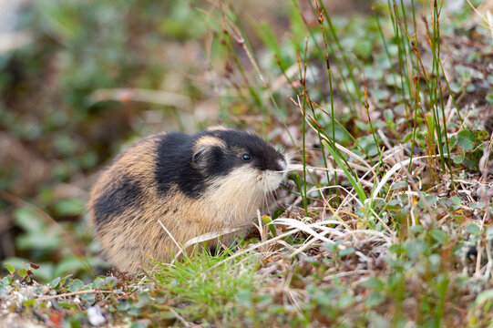 Sweden, Lapland, Lemming in Sarek national park, close up