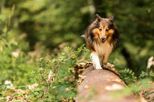 Germany, Shetland Sheepdog walking over tree trunk