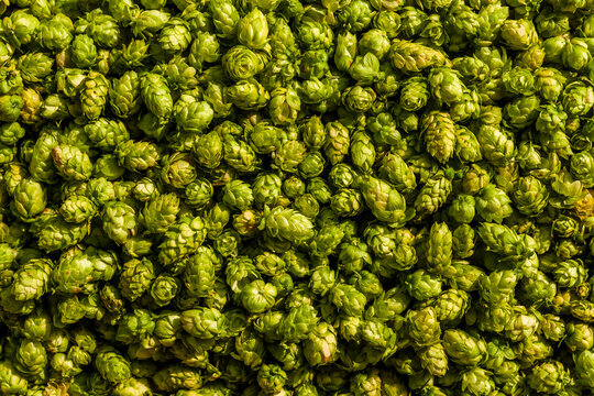 Harvested hops