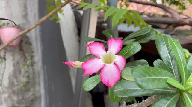 Pink adenium flower blooming in the garden