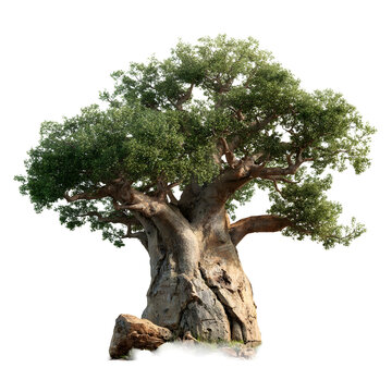 front view of Baobab tree isolated on a white background