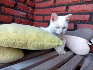 White cat cushions. High quality photo © Suryaning Bawono