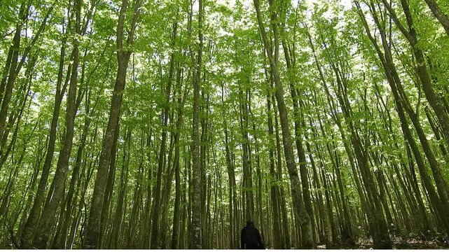 【4K】新緑のブナ林を歩く男性：木漏れ日に輝く森での森林浴。青森の自然と癒やしのライフスタイル素材　[4K] Walking in a Fresh Green Beech Forest: Forest Bathing and Mindfulness in Japan 撮影日：20260515-1

