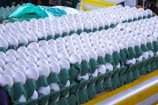 Fresh White Chicken Eggs in Stacked Bulk Trays for Wholesale Market Display