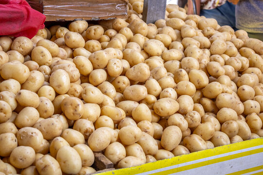Bulk Fresh Raw Organic Potatoes Pile in a Market Display Bin - Staple Food Ingredient and Agricultural Harvest