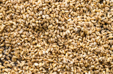 Fototapeta premium Closeup of barley grains forming a full frame cereal background
