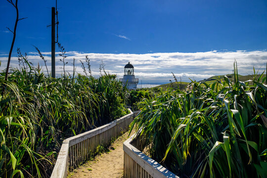 Manukau Heads Lighthouse path with flax plants