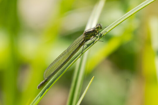 Female blue-tailed damselfly Ischnura elegans perching on a blade of grass near Swan Pond in Putbus Castle Park on the Island of Rugen, Mecklenburg-Vorpommern, Germany
