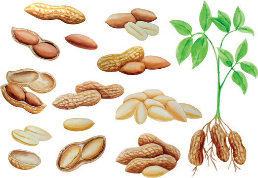 Vector peanut big set. Watercolor illustration. For your design