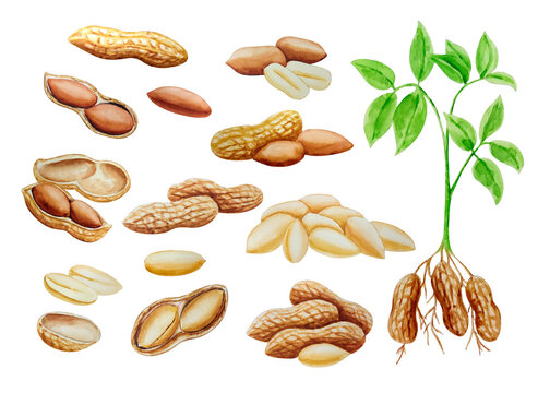Watercolor peanut big set. For your design