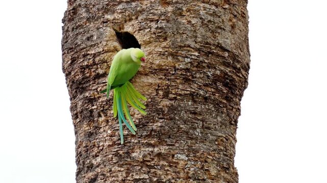 Rose ringed parakeet emerging from tree hollow cavity in nature.