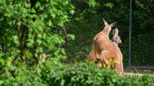 The red kangaroo, Macropus rufus is the largest of all kangaroos, the largest terrestrial mammal native to Australia, and the largest extant marsupial.