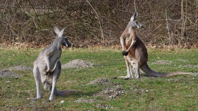 The red kangaroo, Macropus rufus is the largest of all kangaroos, the largest terrestrial mammal native to Australia, and the largest extant marsupial.
