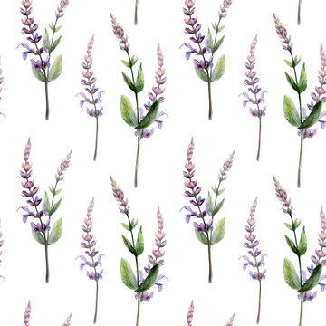 Sage seamless pattern watercolor illustration. Salvia medicinal herb blossom for throat sore pharmacy branding, cough remedy packaging, dental care tea design, organic herbal wellness backdrop