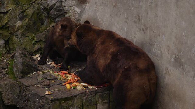 Male and female brown bear interacting beside food in Česk&yacute; Krumlov castle moat, Czech Republic, slow motion