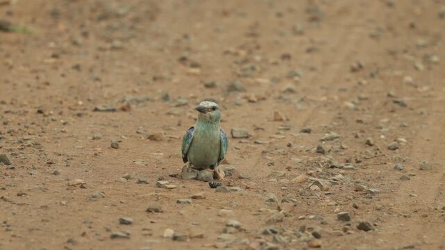 Wide shot of a European roller standing on the dirt road trying to kill a beetle while holding it in its beak, smacking it into the ground, Kruger National Park.