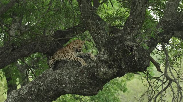 Wide shot of a leopard lying on a branch up in a tree while panting heavily and turning its head to look around, Kruger National Park.