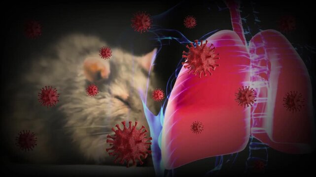 Hantavirus Pulmonary Syndrome Outbreak Concept. Microscopic Virus Attacking Lungs in Rodent Host Concept.