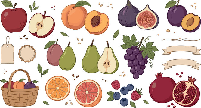 Hand drawn organic fruit vector element set with apple peach fig pear grape orange pomegranate and basket